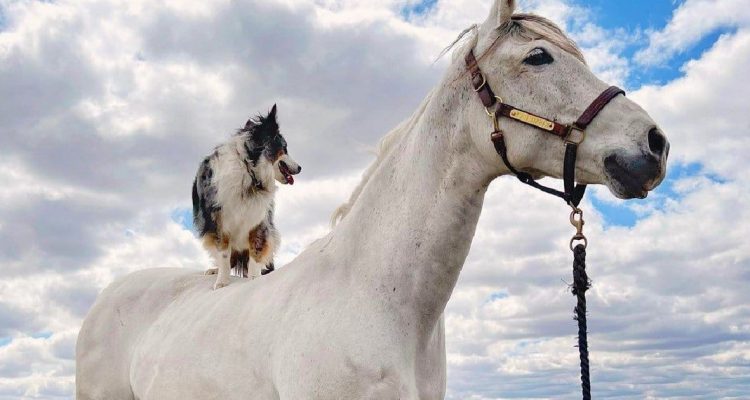 Ungewöhnliche Freundschaft Australian Shepherd liebt es, auf seinem Pferde-Kumpel zu reiten