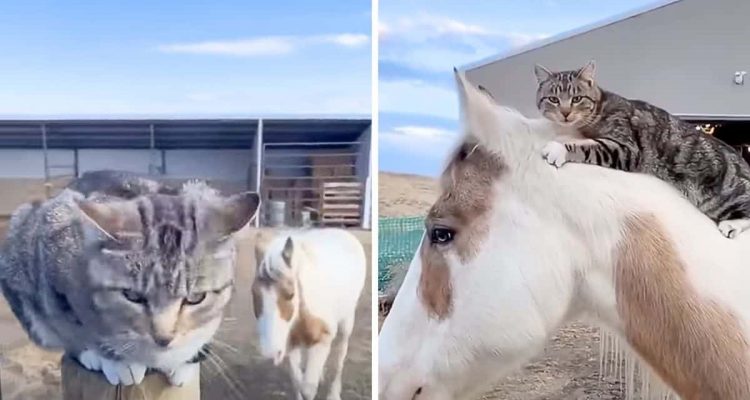 Ungewöhnliche Freundschaft- Was diese Katze und Pferd auf der Weide tun, bringt Herzen zum Schmelzen