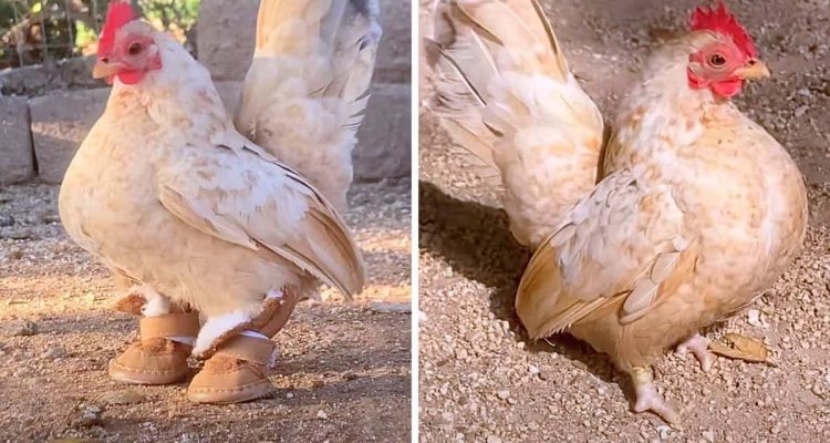 Ungewöhnlicher Anblick: Ein Huhn läuft in Schuhen über den Hof - der Grund dafür ist herzerwärmend