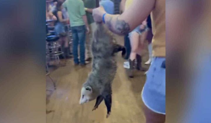 Ungewöhnlicher Gast Freches Opossum muss aus Bar geworfen werden und es fließen Lachtränen
