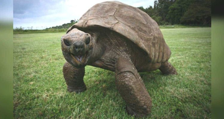 Unglaublich Das älteste bekannte Tier der Welt - Riesenschildkröte feiert 190. Geburtstag
