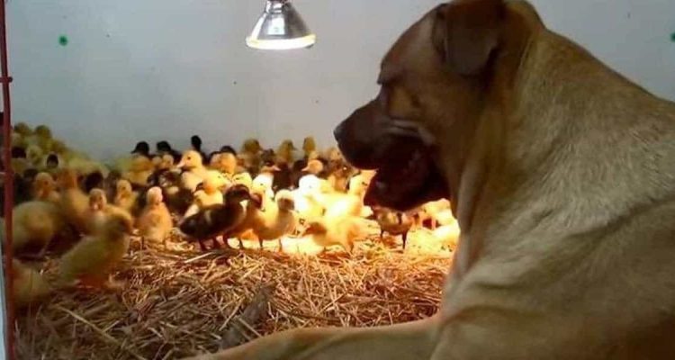 Unglaublich Süßes Video Riesiger Hund bewacht 200 Entenküken wie seine eigenen Kinder