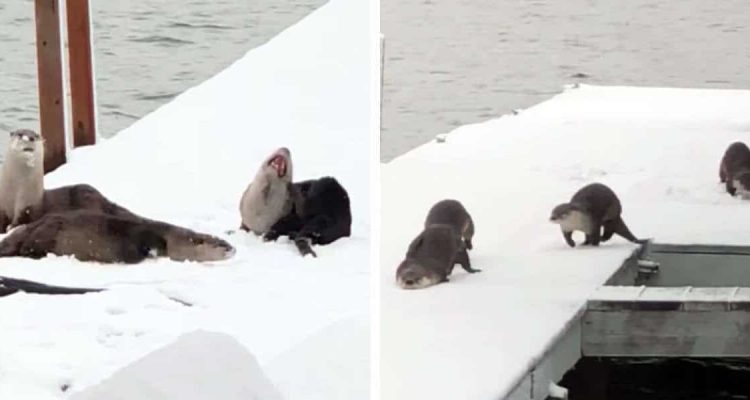 Unglaublich süß Video von verspielten Ottern im Eis bringt die Herzen der Zuschauer zum Schmelzen