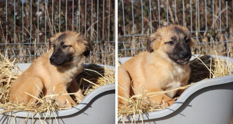 Unglaublich süßer Welpe sucht liebevolles Zuhause - Wer befreit “Javier” aus rumänischen Tierheim