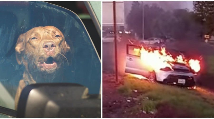Unglaubliche Heldentat Paketzusteller riskiert sein Leben, um Hund aus brennendem Auto zu retten