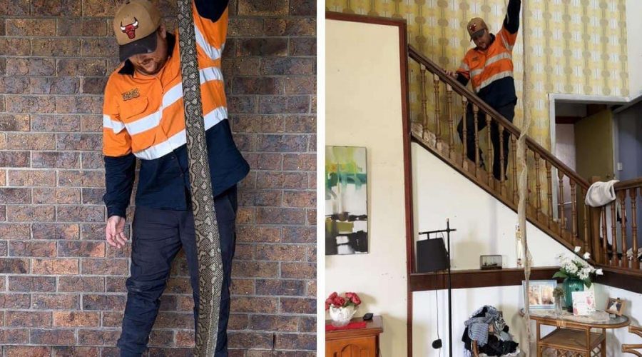 Unglaublicher Fund Hausbesitzer stockt der Atem, als er Zuhause diese riesige Schlangenhaut findet