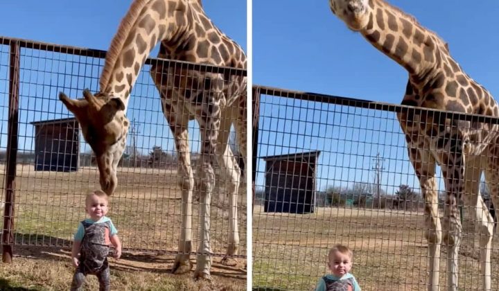 Unglaubliches Video Als diese Giraffe ein kleines Kind sieht, kann sie nicht anders, als…