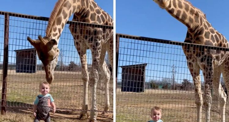 Unglaubliches Video Als diese Giraffe ein kleines Kind sieht, kann sie nicht anders, als…
