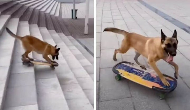 Unglaubliches Video: Dieser Hund fährt besser Skateboard als ein Mensch
