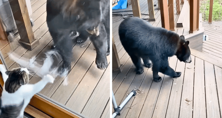Unglaubliches Video geht um die Welt: Haus-Katze vertreibt riesigen Bär von der Terrasse