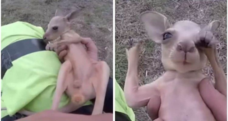 Mann findet Baby-Känguru am Straßenrand - Was er dann tut, berührt Herzen rund um die Welt