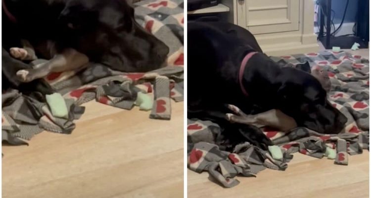 Hund benutzt Französische Bulldogge als Kopfkissen - Ihre Reaktion sorgt für gewaltige Lachtränen