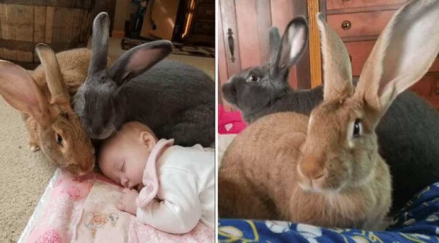 Unzertrennlich seit Geburt 2 riesige Kaninchen kümmern sich um neugeborenes Baby