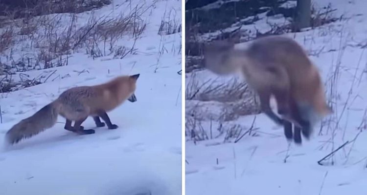 Urkomischer Anblick Fuchs macht Kopfsprung in den Schnee was dahintersteckt, überrascht alle