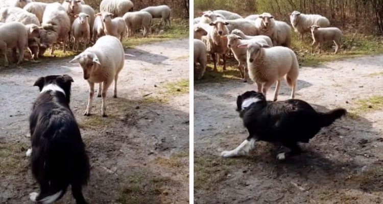Urkomisches Video: So bringt ein störrisches Schaf einen Border Collie zur Verzweiflung