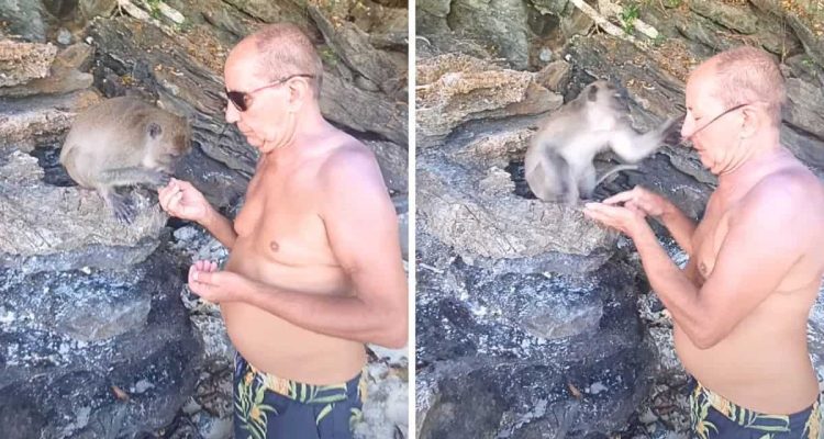 Urlauber füttert Äffchen am Strand - doch plötzlich startet das Tier einen unverschämten Angriff