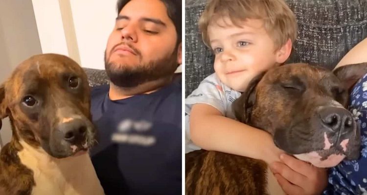 Vater will Hund nicht adoptieren – wie sein Sohn ihn schlussendlich überzeugt, ist absolut niedlich