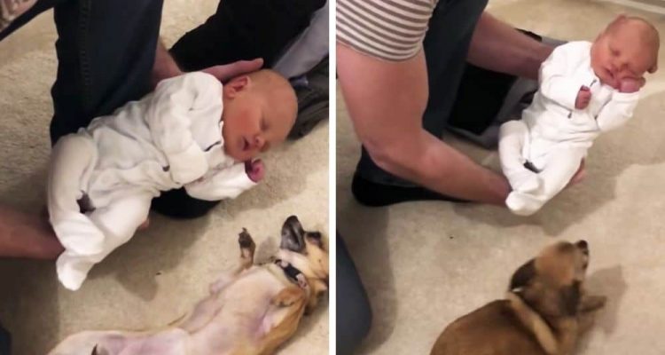 Vater zeigt seinem Chihuahua zum 1. Mal sein Baby - Seine Reaktion lässt alle Herzen schmelzen