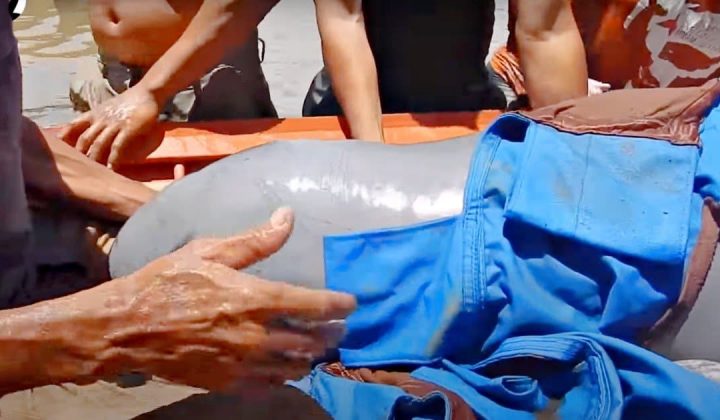 Verirrter Delfin schwebt in Lebensgefahr - Hektischer Rettungsversuch hält das Internet in Atem
