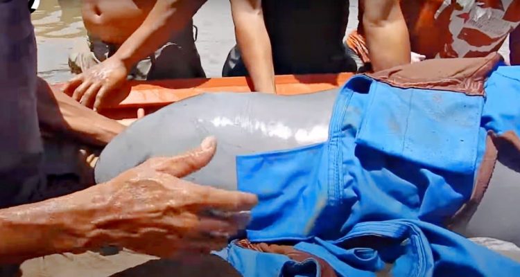 Verirrter Delfin schwebt in Lebensgefahr - Hektischer Rettungsversuch hält das Internet in Atem
