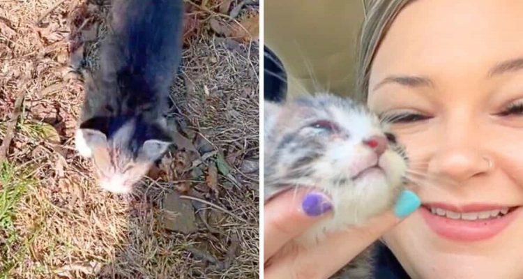 Verlassenes Kätzchen bittet Frau um Hilfe: Wie es nach seiner Rettung reagiert, ist tief bewegend