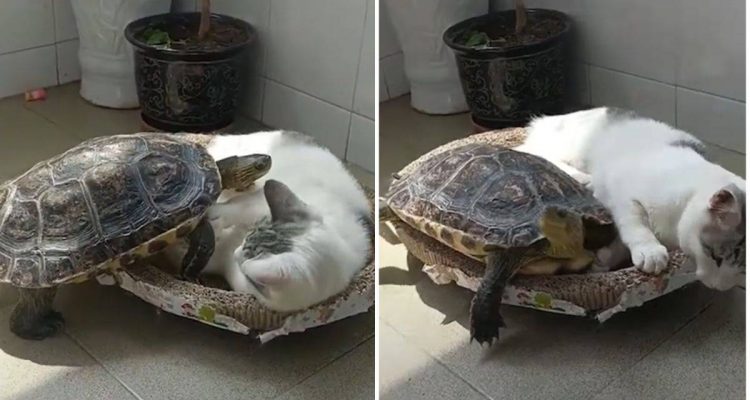 Verrückte Schildkröte will ins Katzenkörbchen - wie sie ihren Willen durchsetzt, ist unfassbar