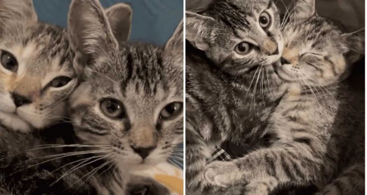 Verschmuste Samtpfoten Diese 2 kuscheligen Katzenschwestern verzaubern einfach alle mit ihrer Liebe