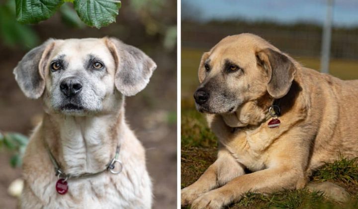 Verschmuster Labrador-Mix liebt Menschen - Wer schenkt Andy ein liebevolles Zuhause