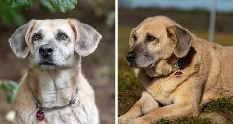 Verschmuster Labrador-Mix liebt Menschen - Wer schenkt Andy ein liebevolles Zuhause