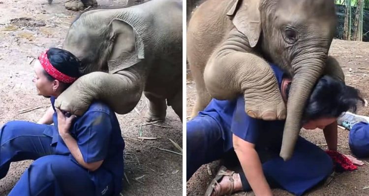 Verspielter Baby-Elefant will auf Tierpflegerin klettern - Süßes Video lässt alle Herzen schmelzen