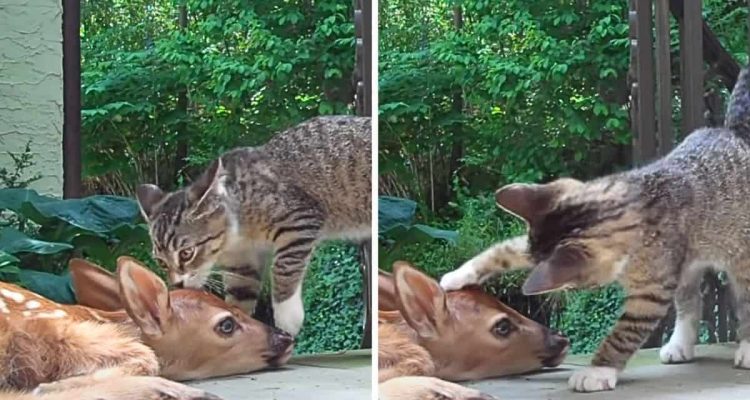 Verspielter Kater trifft Baby-Reh auf der Terrasse – Was dann passiert, ist einfach zu drollig