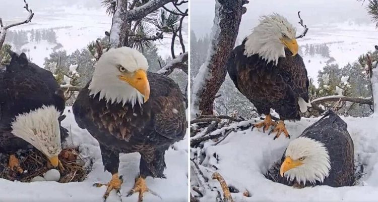 Versteckte Kamera zeigt Dieser Adler tut einfach alles für sein Weibchen