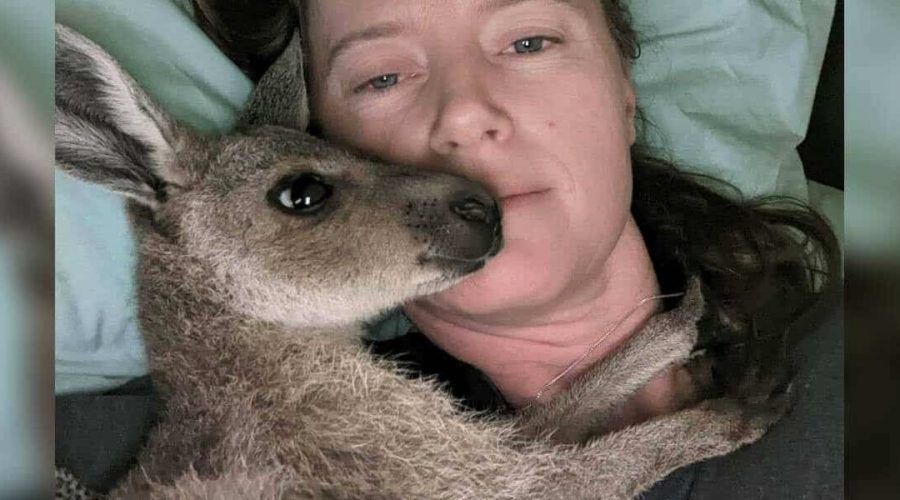 Verwaistes Känguru-Baby aus Wüste gerettet - Es kann nicht mehr aufhören, seine Retterin zu umarmen