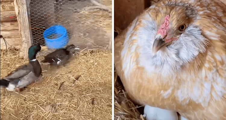 Verwirrung auf dem Bauernhof: Ente sucht ihre Eier - wer auf ihnen sitzt, ist einfach unglaublich