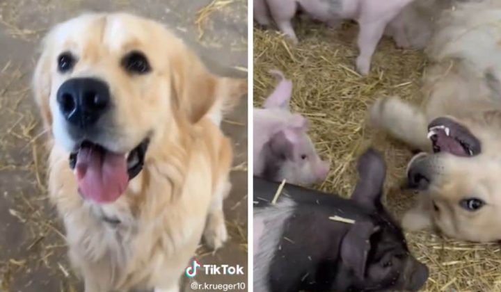 Video Die Reaktion dieses Golden Retrievers auf “seine Schweine”, lässt alle Herzen höher schlagen