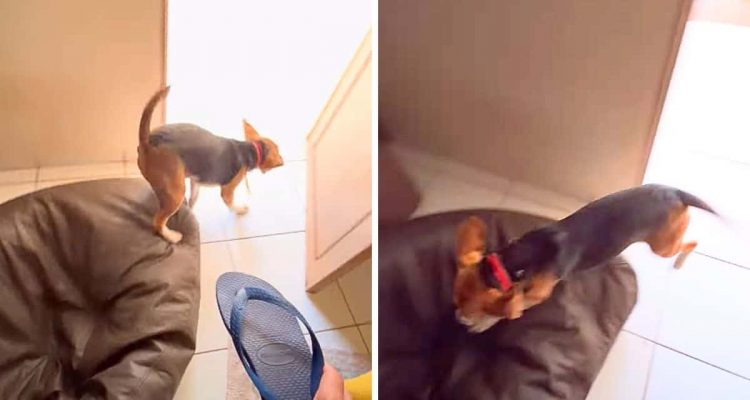 Video- Hund springt auf, wenn Frau Badeschuh hochhält – Vermuten Zuschauer zu Recht Tierquälerei