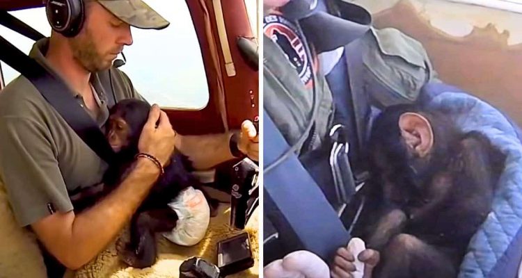 Video: Pilot nimmt gerettetes Schimpansen-Baby während Flug auf den Schoß, damit es keine Angst hat