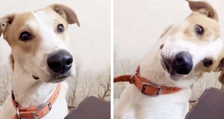 Video Wie dieser Hund auf eine vertraute Stimme am Telefon reagiert, ist einfach herzerwärmend