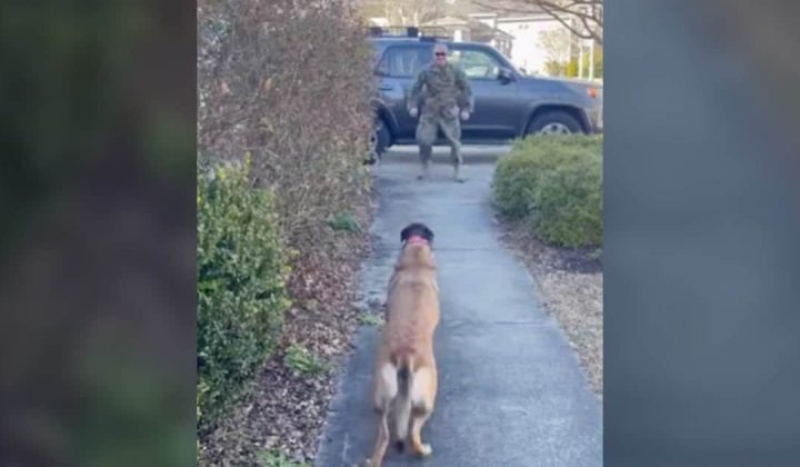 Video Wie dieser Hund reagiert, als er sein Soldaten-Herrchen wiedersieht, geht unter die Haut