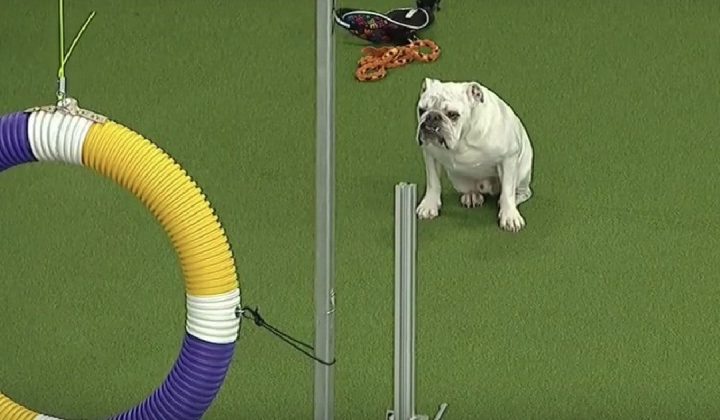 Video begeistert Millionen Zuschauer - Bulldogge überrascht alle bei Agility Meisterschaft