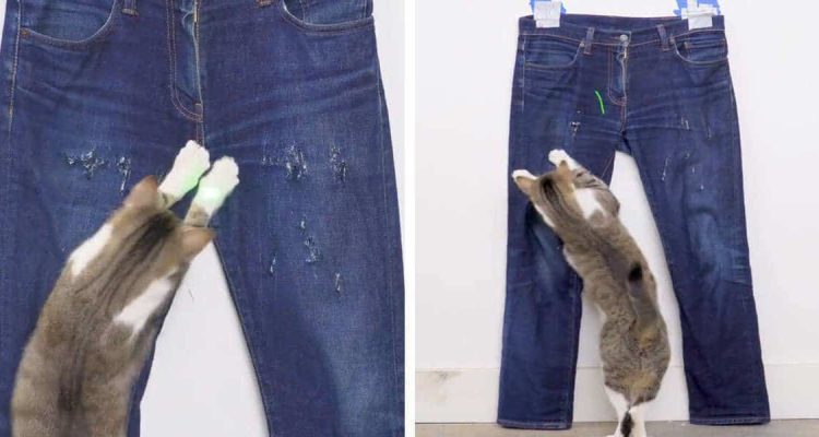 Video begeistert das Internet Katze verwandelt langweilige Jeans in ein modisches Kleidungsstück