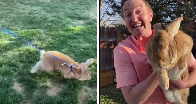 Video begeistert das Internet zu Ostern 8 Kilo schwerer Hase schleift Mann durch den Garten