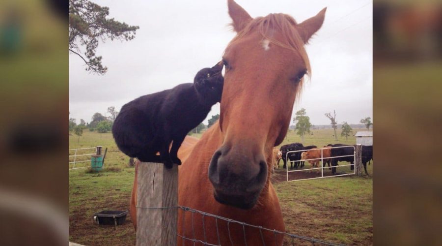 Video begeistert das Netz So süß ist die Freundschaft zwischen einer Katze und einem Pferd
