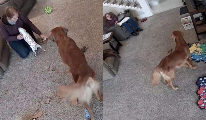Video berührt Herzen - Hund bittet Frauchen immer wieder, sich um seinen Bruder zu kümmern