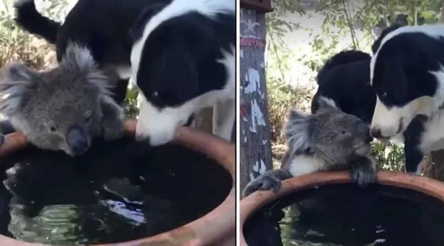 Video geht um die Welt Familie filmt, wie Koala und Hund aus einem gemeinsamen Napf trinken