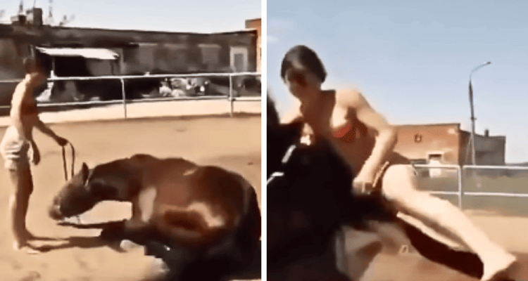 Video geht viral- So clever hilft ein Pferd seiner Reiterin beim Aufsteigen