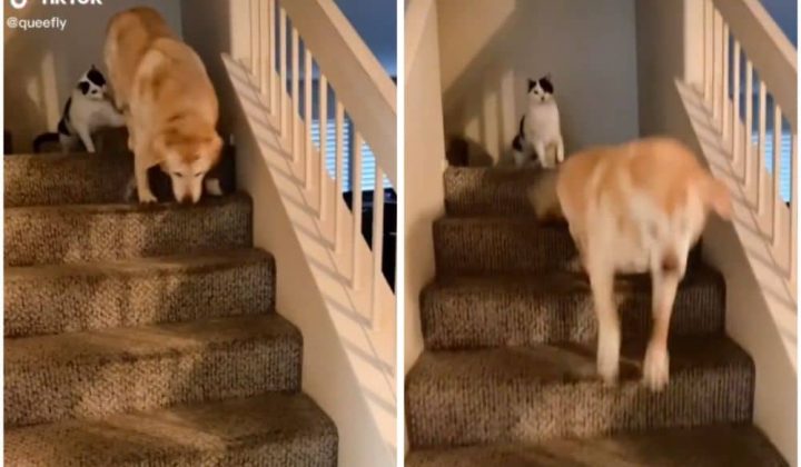Video geht viral Was diese Katze einem Golden Retriever antut, ist einfach heimtückisch