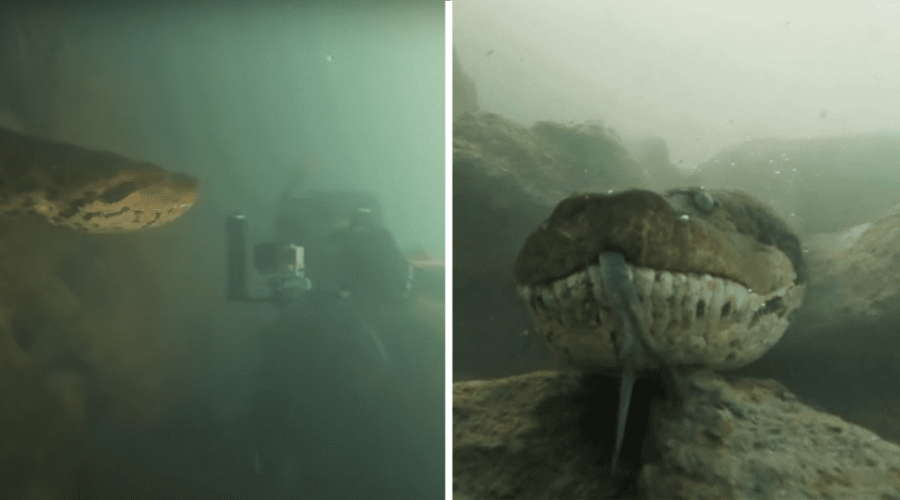 Video schockt Millionen Taucher trifft auf 90 Kilo schwere Anakonda
