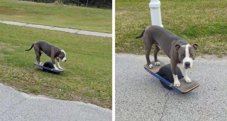 Videos begeistern das ganze Internet Pitbull fährt Skateboard wie ein Profi