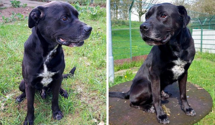 Völlig abgemagert auf der Straße gefunden - Wer schenkt Labrador-Mix Rudi ein Zuhause